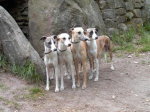 v.l. Britany-Antic-Ashley-Bojana Ashley und seine Girls