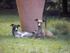 Djuma & Diamond