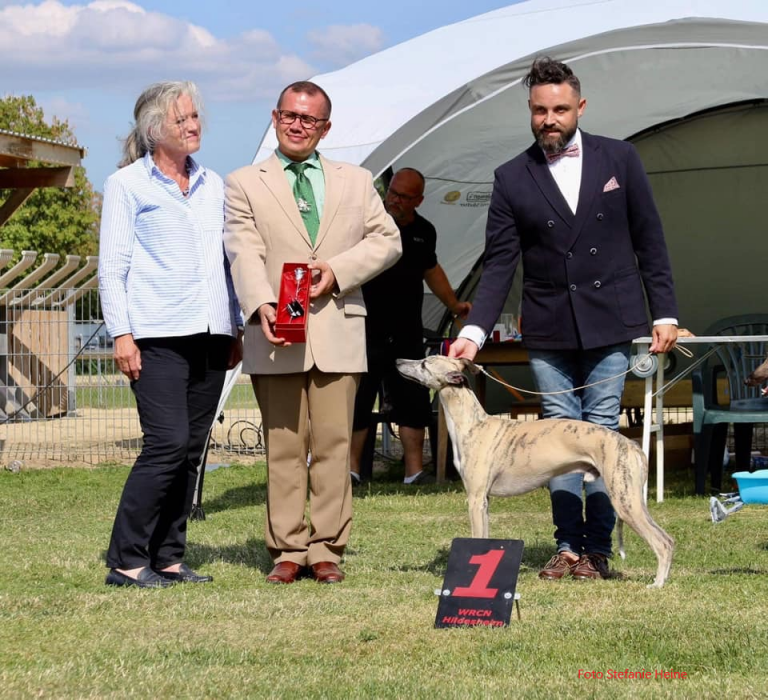 27.07.2019 CAC Hildesheim / Herr M. Zlojutro / HR Sylvianne�s Whippets